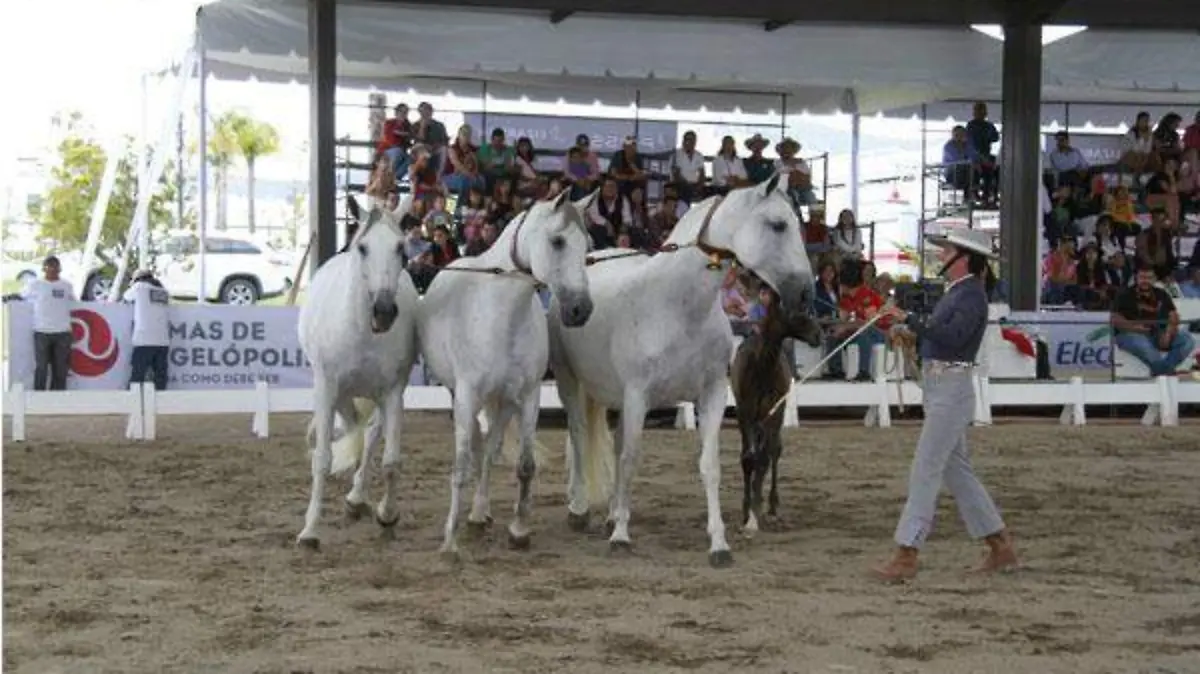 caballos ganadores